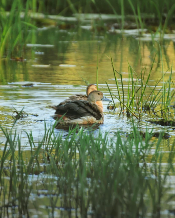 a duck is floating in the water surrounded by tall green grass