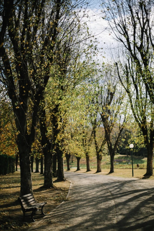 there is a bench between two large trees