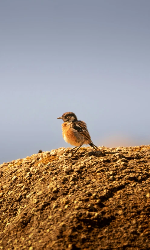 a small bird perched on top of a dirt mound