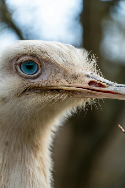 a bird has a blue eyes and it's head is turned to the right