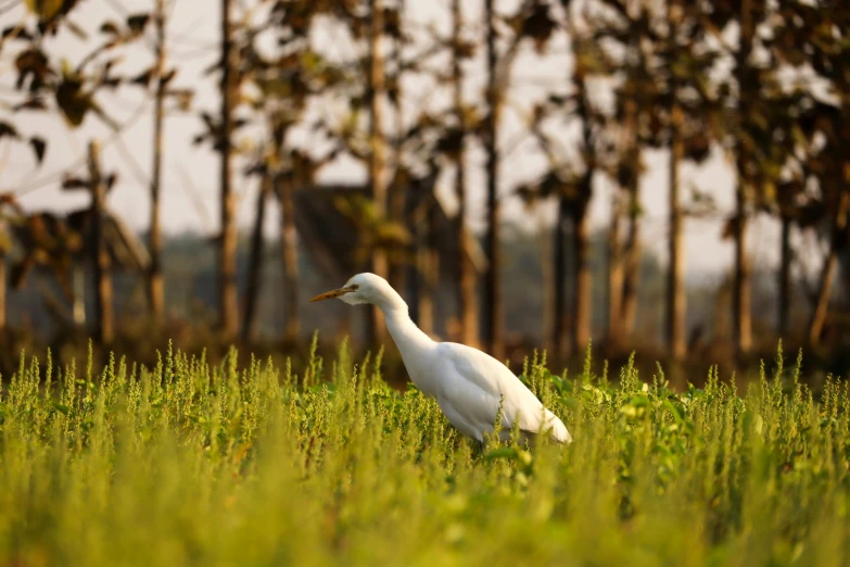 the bird walks on a grassy area between two tall trees