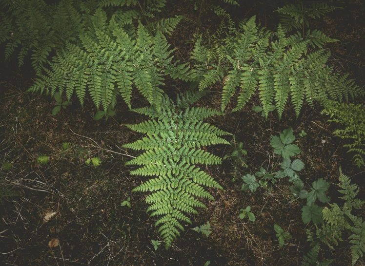 the green vegetation is growing on the ground