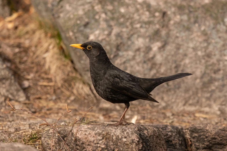 the black bird is sitting on top of the rock