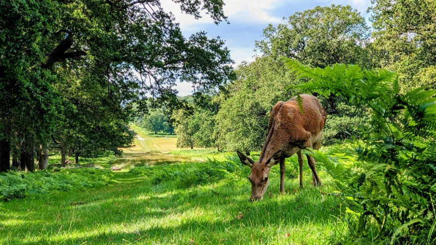 a deer eating in the grass under trees