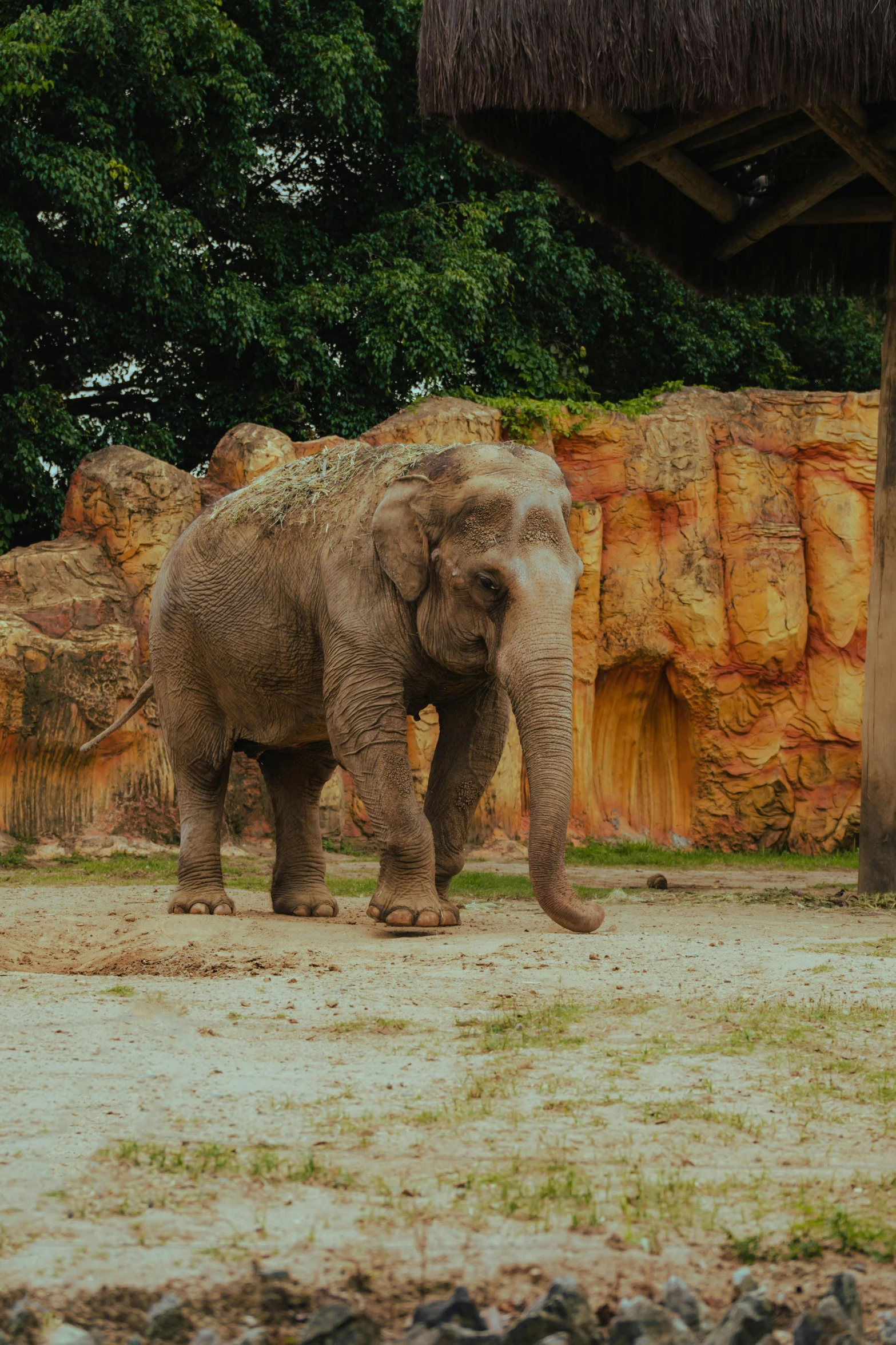 a single elephant in an enclosed area with trees in the background