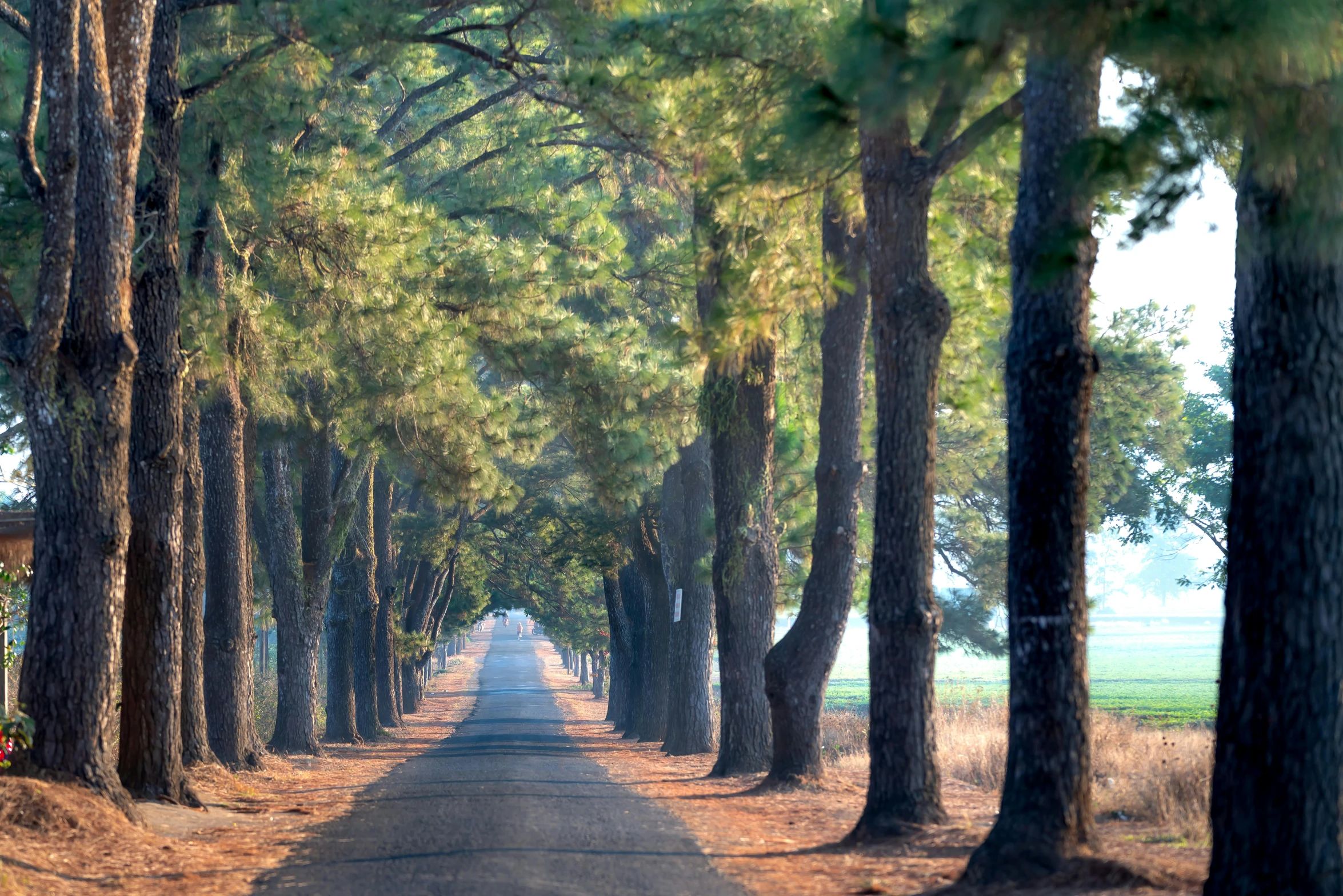 a tree lined road that leads to some trees