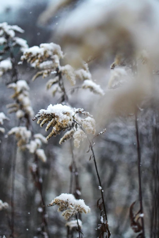 snow is covering a group of grasses as it sits on snow