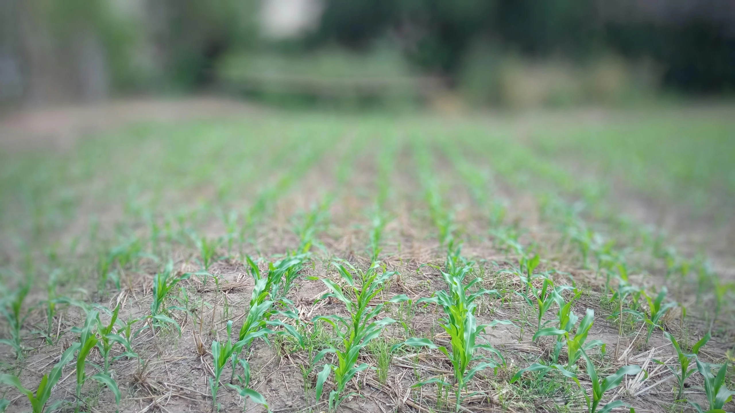 a field of wheat with very little green leaves