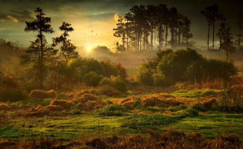 a landscape with mist, trees and grass in the foreground