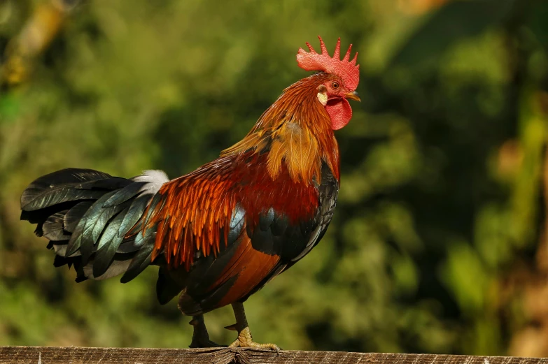 a rooster with red and blue feathers standing on a fence post