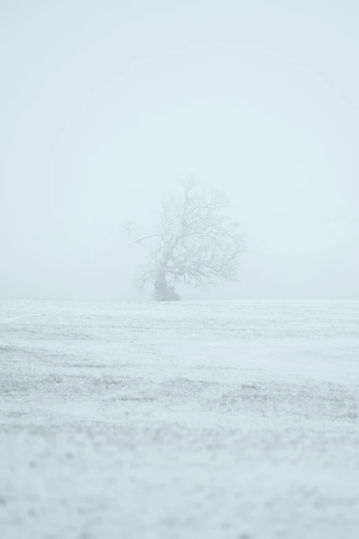 a lone tree sitting in the middle of a frozen lake