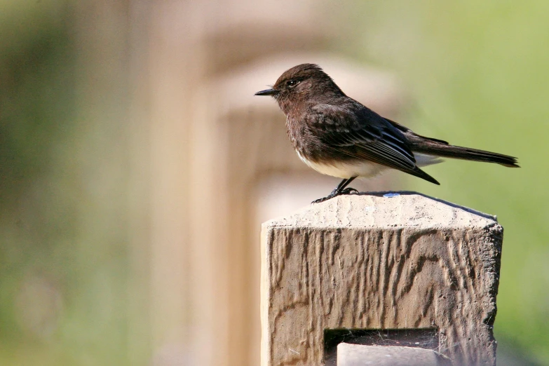 a small bird sitting on the edge of a fence post