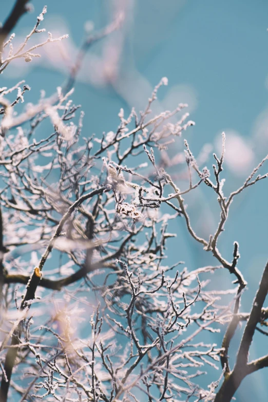 there is only one bird sitting in this snowy tree