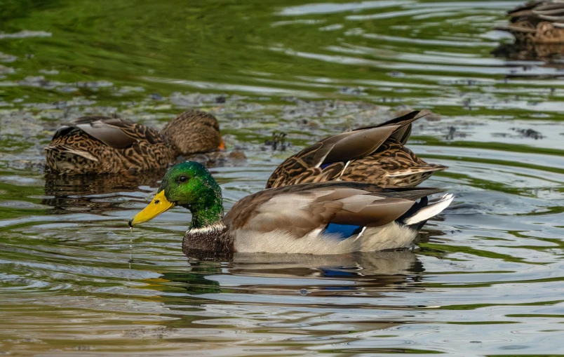 ducks floating on the water in some green waters
