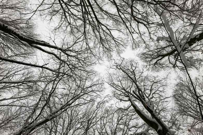 many trees looking up at the sky