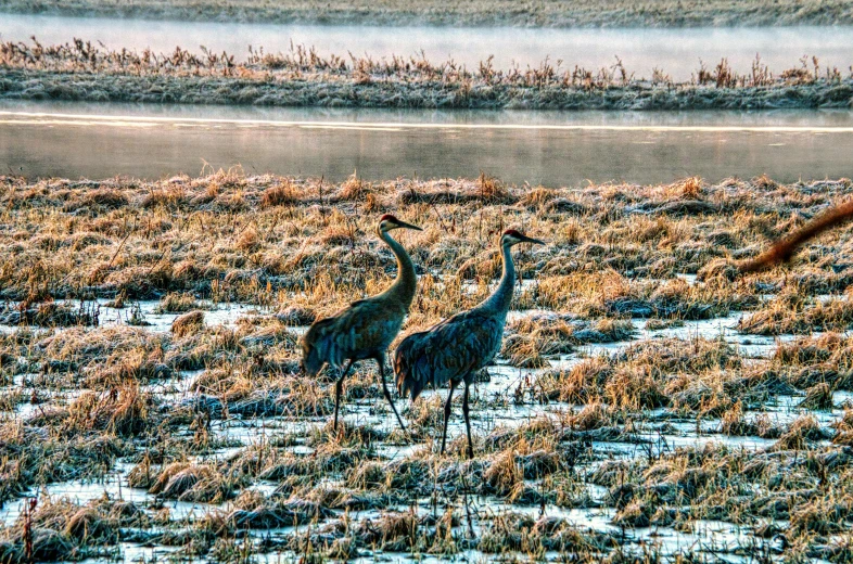 two tall birds standing on the grass