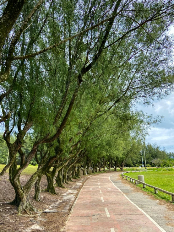 there are several trees lined along the path