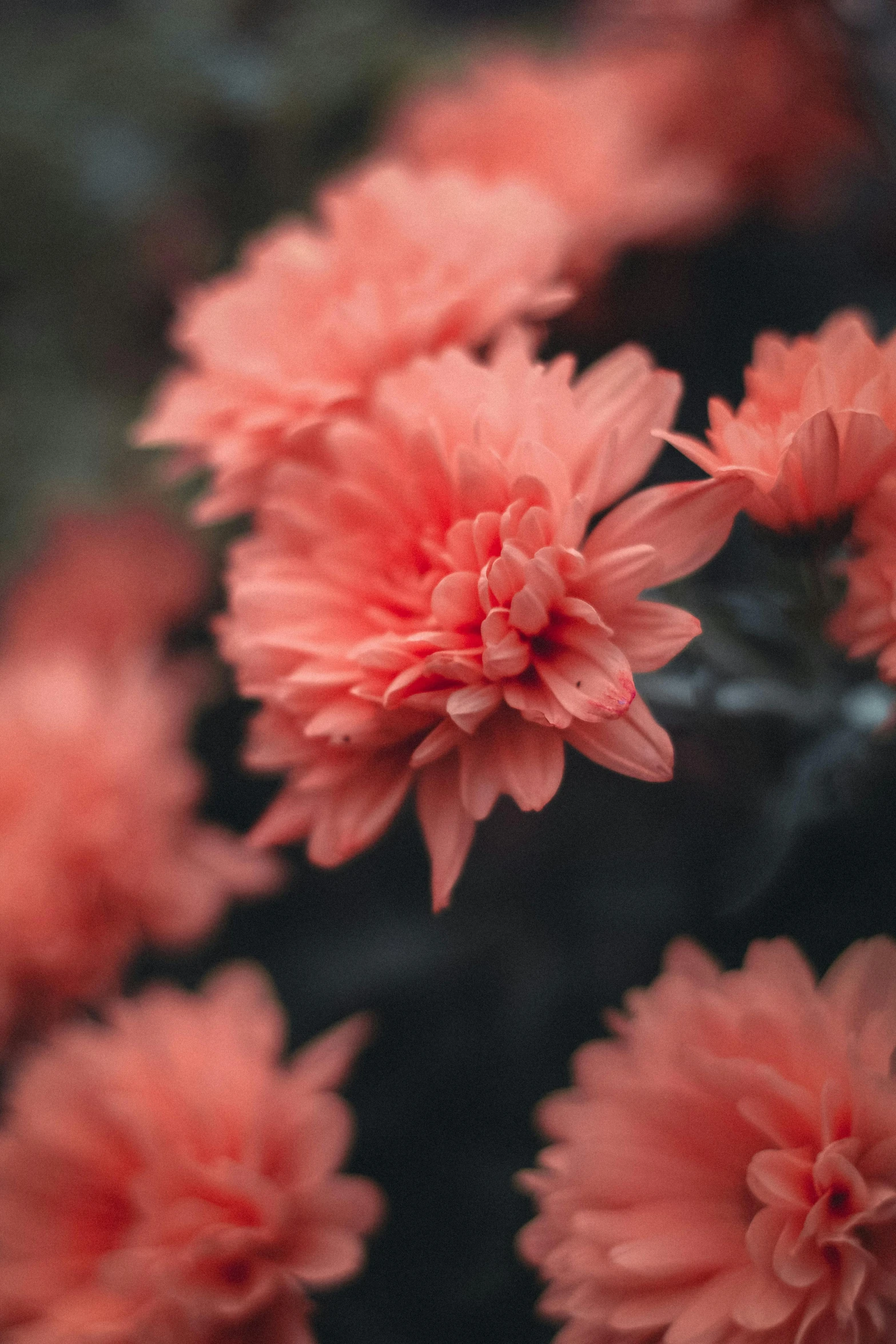 pink flowers with very small leaves on them