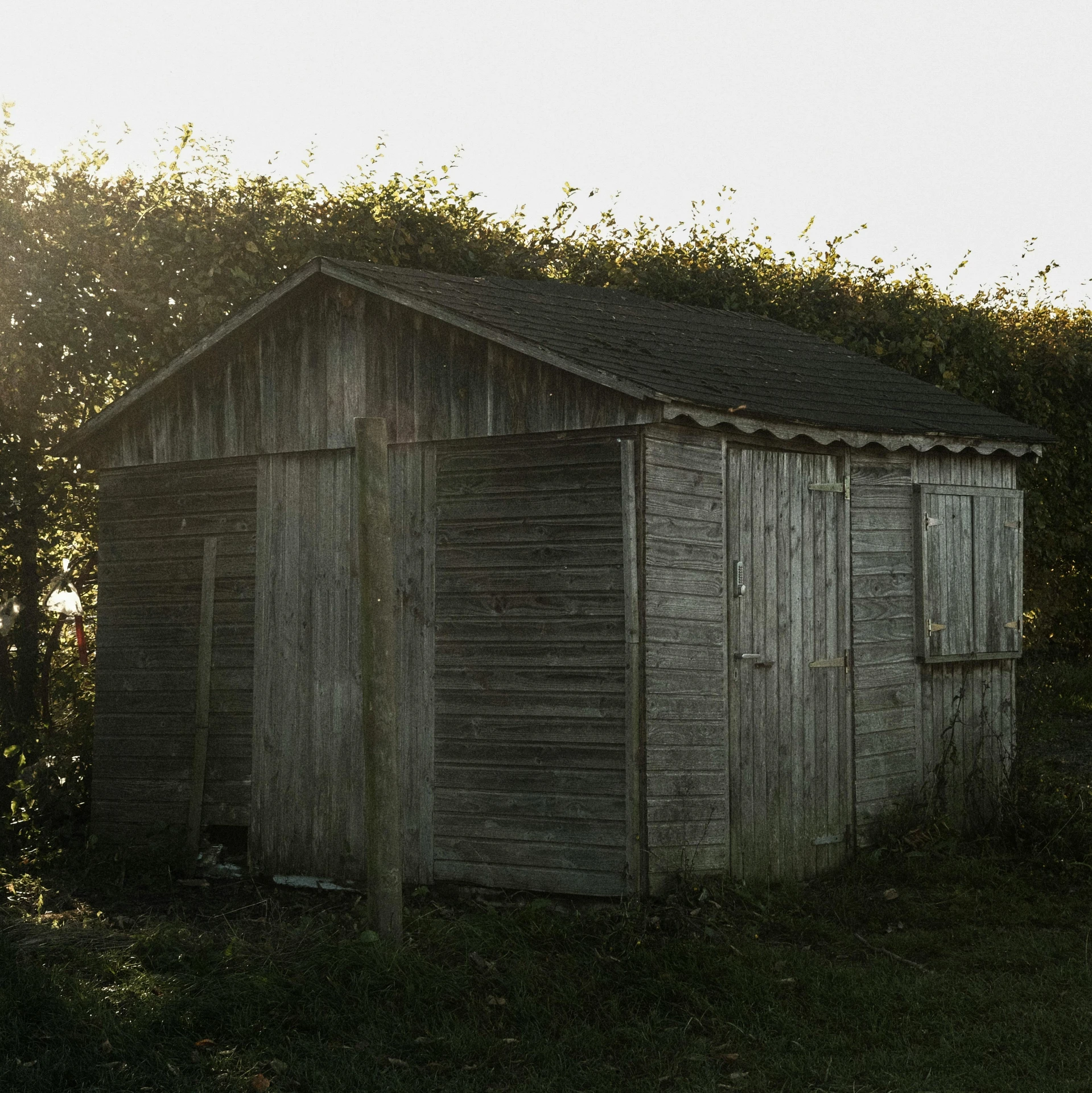 an old outhouse near a tree at sunrise