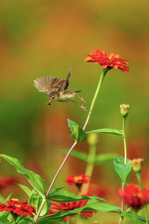 a hummingbird flying next to flowers with blurry background