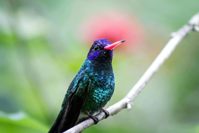 a blue bird with a pink and black beak sitting on a nch