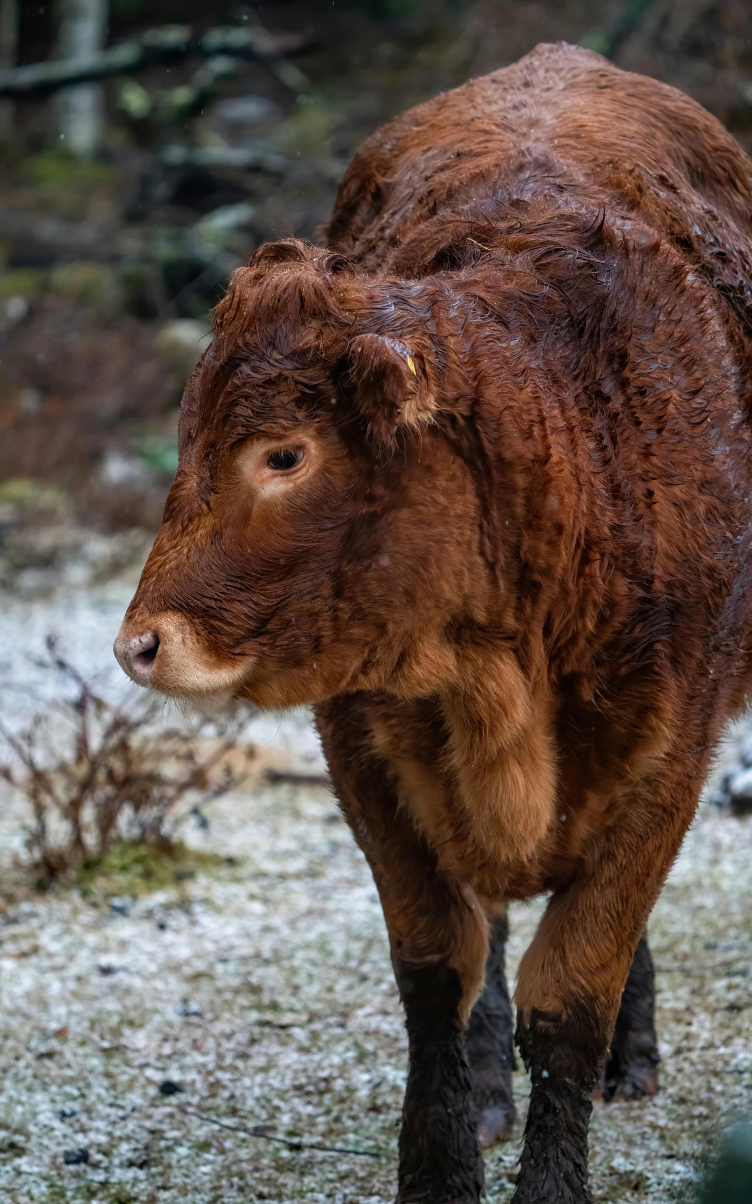 a hairy cow walks through the snowy grass