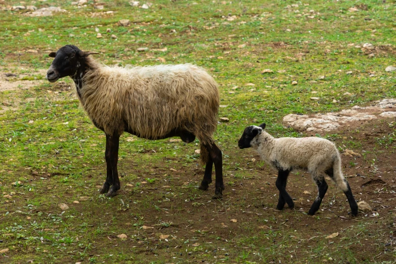 an adult sheep and child sheep standing next to each other