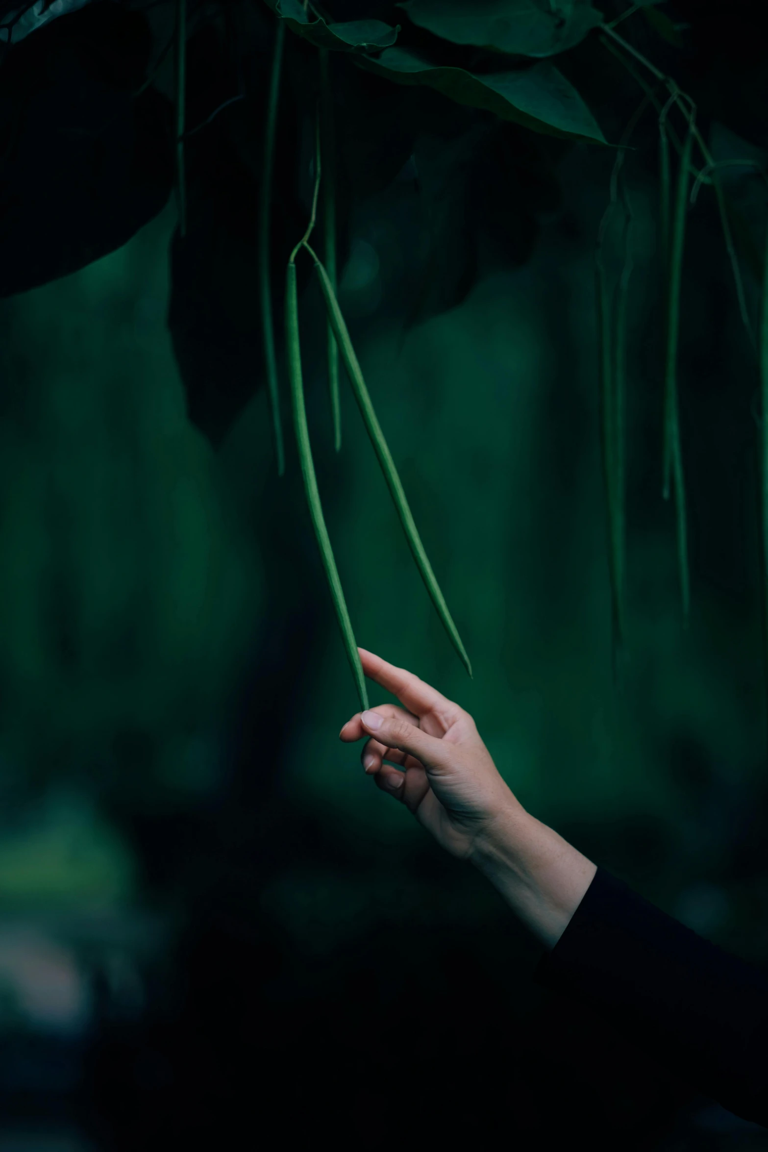 a person's hand reaches to the ground for a flower