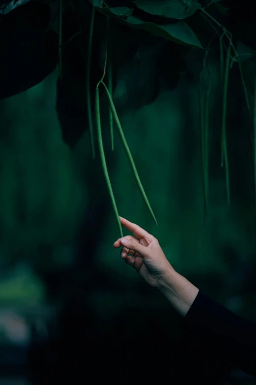 a person's hand reaches to the ground for a flower