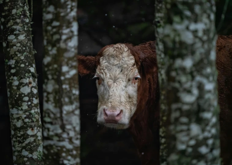 a brown cow is peeking through trees at the camera