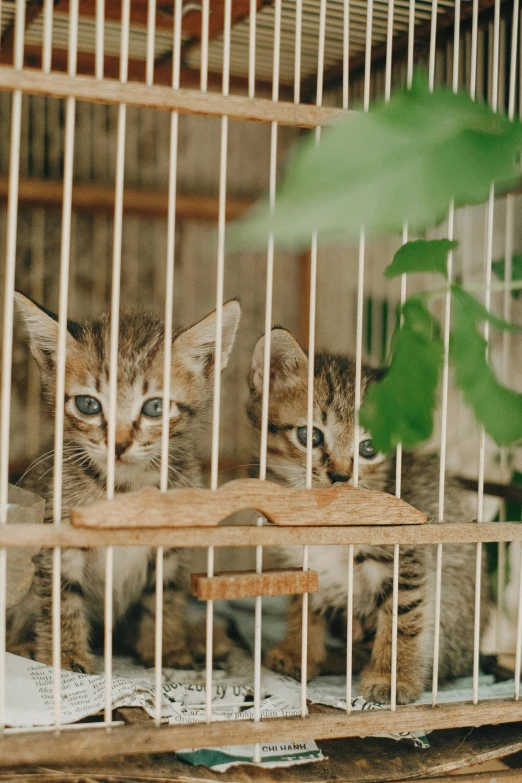 two cats are sitting in a caged area