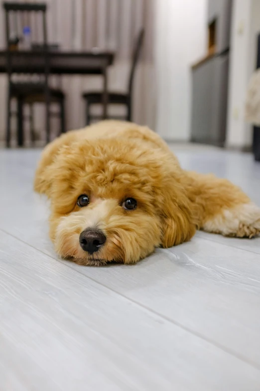 a brown dog lays on the floor by itself