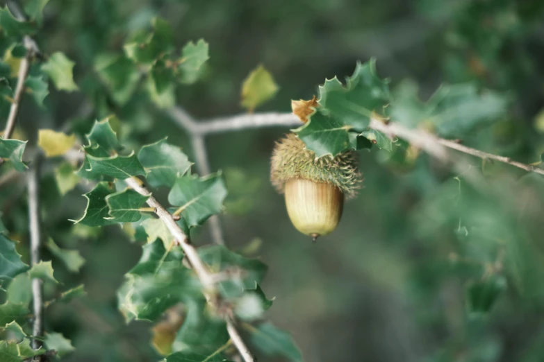 the leaves and flower of a tree are showing the size of the buds