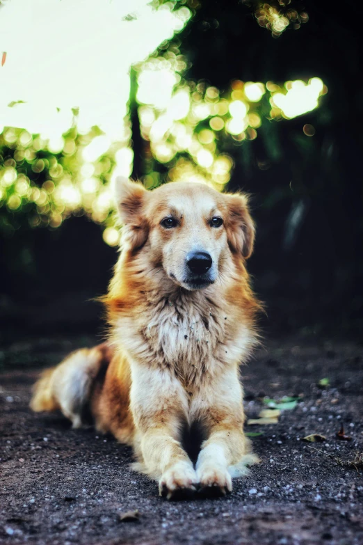 a dog that is sitting in the dirt