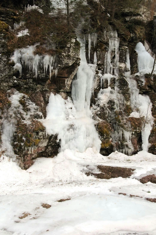 a forest covered in lots of ice and water