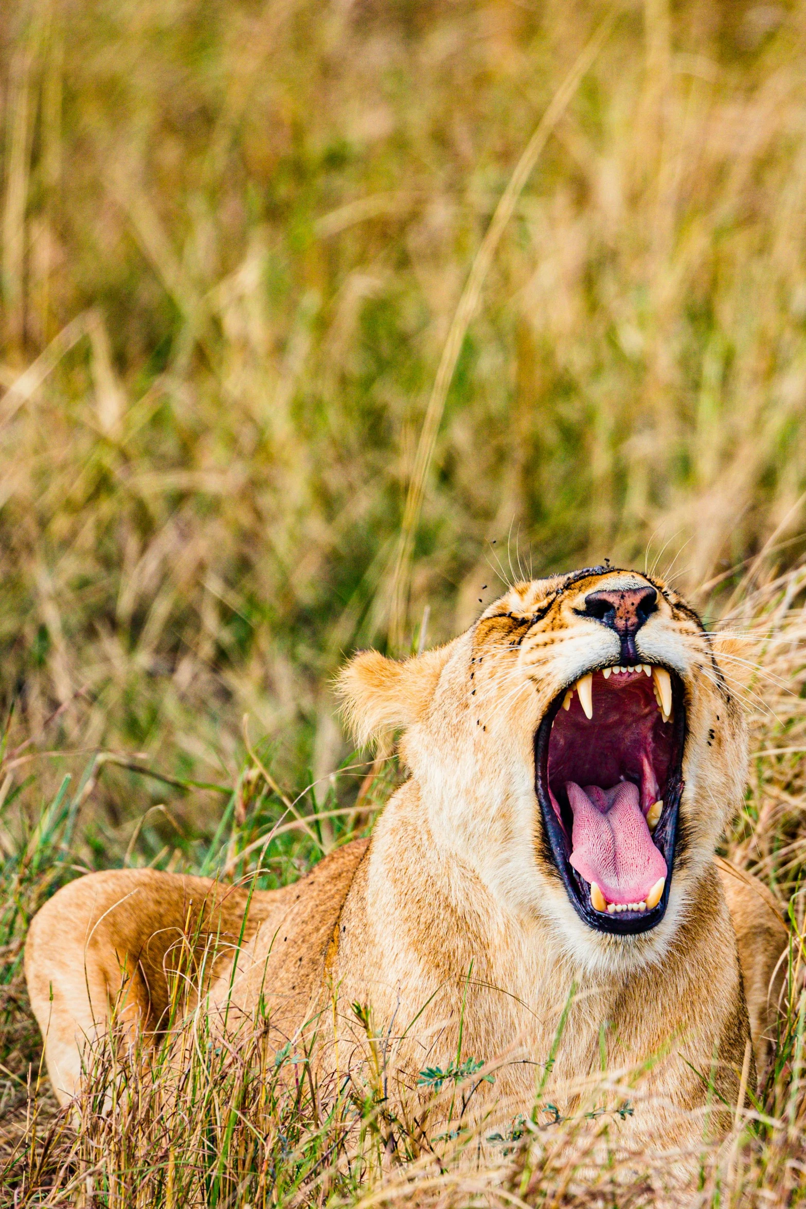 a small adult lions growling while laying in a field