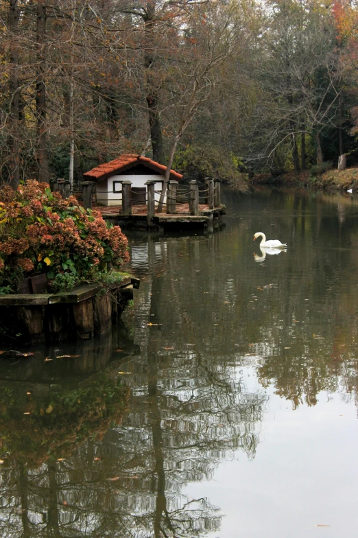 two ducks in the water and trees