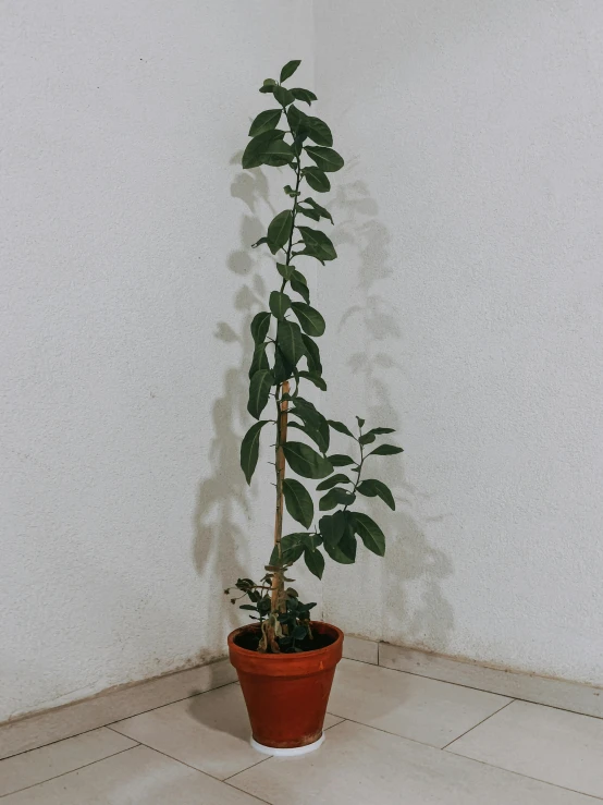 a large green plant with lots of leafs sits in a brown pot