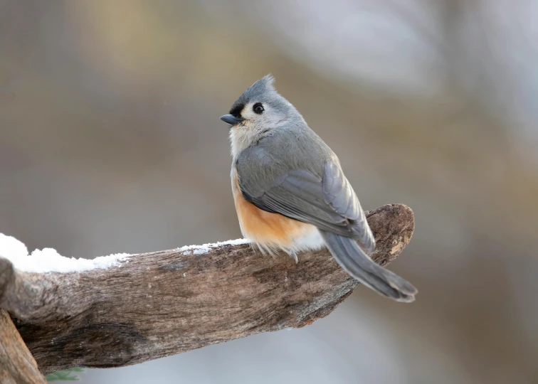 a bird sitting on top of a log