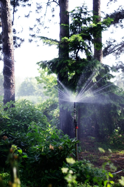 a sprinkler watering water into some trees