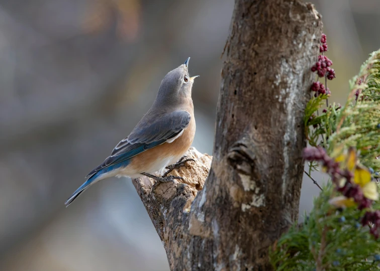 a blue bird standing on a tree nch