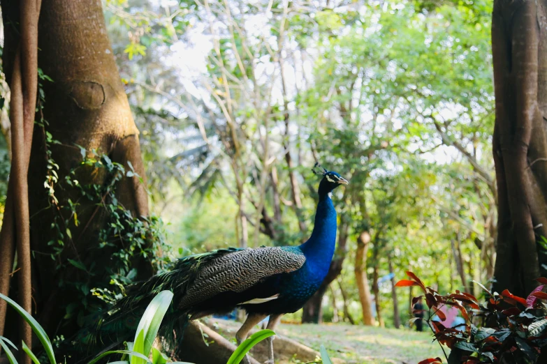 a peacock with long feathers walking through some trees