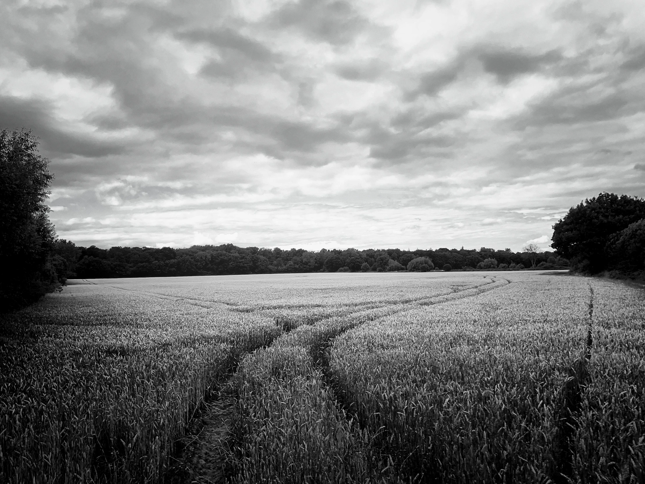 a field of tall grass under a cloudy sky