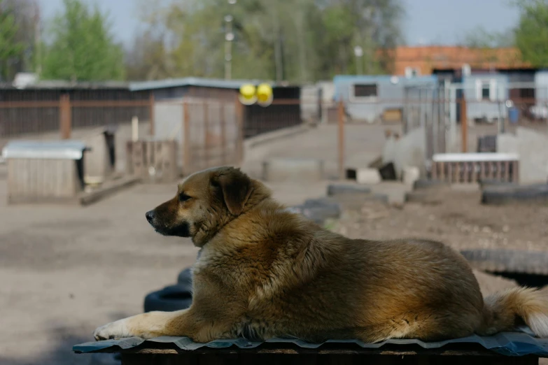 a dog sitting on a metal roof top with dirt