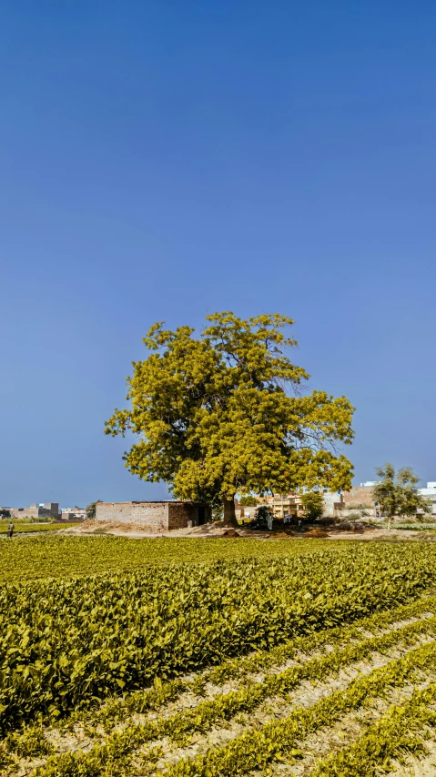 there is a farm that has some green plants