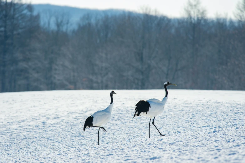 two birds standing in the snow on a field