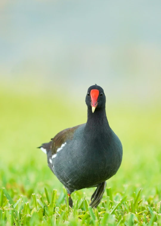 a black and white bird with a red beak walking in the grass