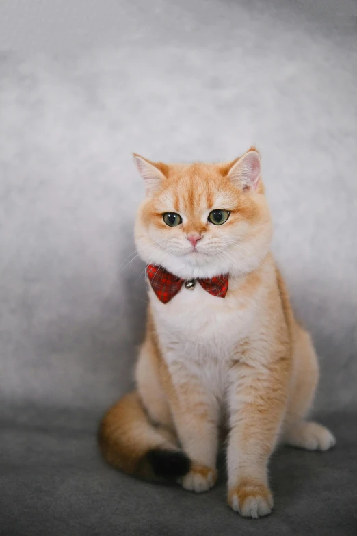 a small orange cat with a bow tie