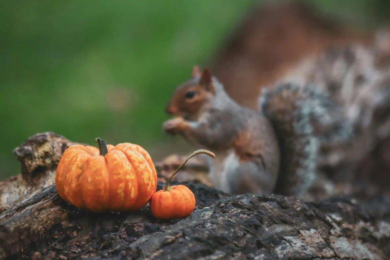 a squirrel looking at a tiny pumpkin on a tree stump