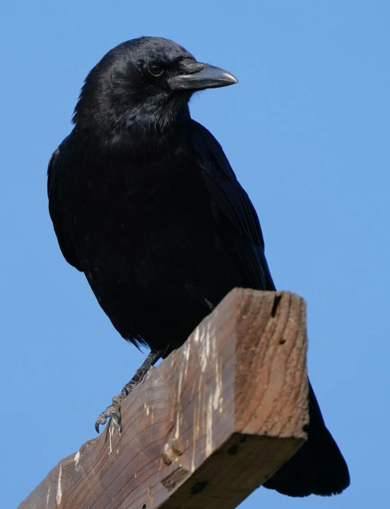 a black bird perched on the top of a wooden post